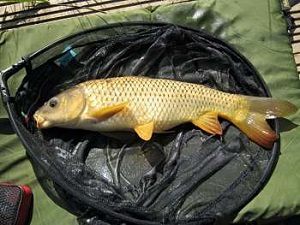 Carp fromt Fent Lakes formerly Bullington Fisheries Lincolnshire