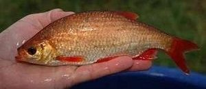 fish caught at Fent Lakes formerly Bullington Fisheries Lincolnshire