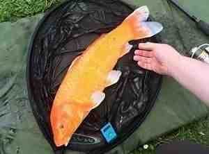 caught at Fent Lakes formerly Bullington Fisheries Lincolnshire
