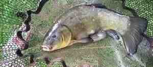 Tench caught at Bullington Fishery Fent Lakes Lincolnshire