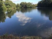 coarse fishing lake at Combe Bank Fisheries in Kent