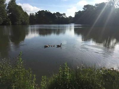 Combe Bank Fishery