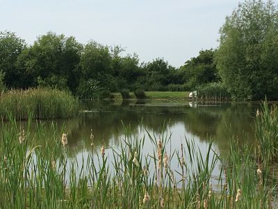 Greenacres Farm Fishery coarse and carp fishing Kent