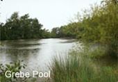 Top Barn Fishery Grebe Pool