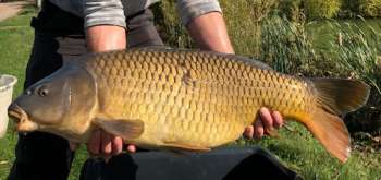 Top Barn Fishery carp