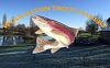 Woolaston Trout Fishery Gloucestershire