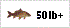 carp fishing to 50lb