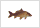  carp image heaviest carp at fishery