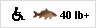 Fishing for Carp 30lb