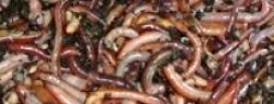 fishing baits fishing with worms